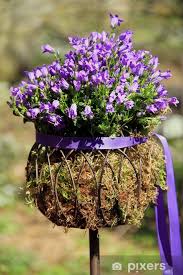 Image result for Lobelien