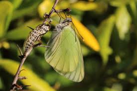 Attēlu rezultāti vaicājumam “Aporia crataegi male”