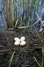 Attēlu rezultāti vaicājumam “Podiceps cristatus nest”