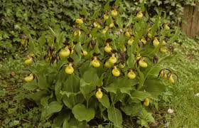 Attēlu rezultāti vaicājumam “Cypripedium calceolus flower”