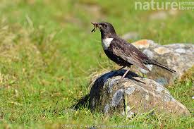 Image result for Turdus torquatus