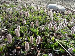 Attēlu rezultāti vaicājumam “Salix myrtilloides leaf”