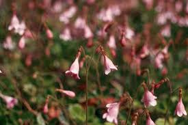 Attēlu rezultāti vaicājumam “Linnaea borealis flower”