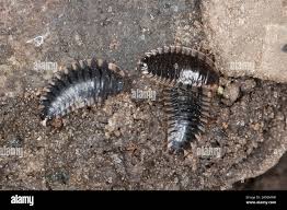 Attēlu rezultāti vaicājumam “Oiceoptoma thoracicum”