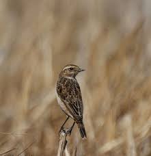 Attēlu rezultāti vaicājumam “Saxicola rubetra juvenile”
