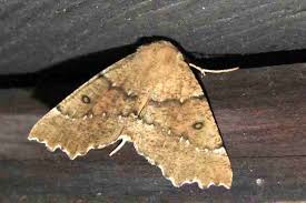 Attēlu rezultāti vaicājumam “Odontopera bidentata”