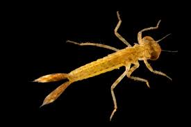 Attēlu rezultāti vaicājumam “Coenagrionidae”