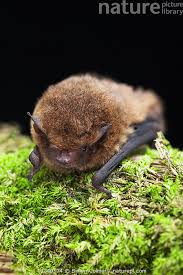 Attēlu rezultāti vaicājumam “Pipistrellus pygmaeus”