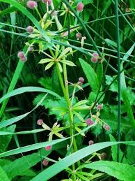 Attēlu rezultāti vaicājumam “Galium triflorum fruit”