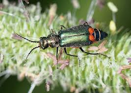 Attēlu rezultāti vaicājumam “Malachius bipustulatus”