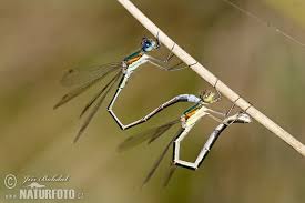 Attēlu rezultāti vaicājumam “Lestes virens”