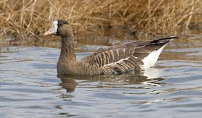 Attēlu rezultāti vaicājumam “Anser albifrons adult”