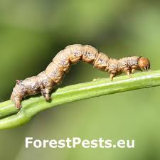 Attēlu rezultāti vaicājumam “Erannis defoliaria larva”