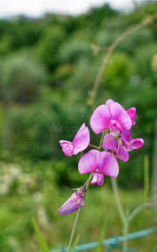 Attēlu rezultāti vaicājumam “Lathyrus tuberosus flower”
