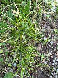 Attēlu rezultāti vaicājumam “Chaerophyllum aromaticum fruit”
