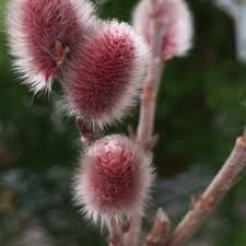Attēlu rezultāti vaicājumam “Salix repens subsp. rosmarinifolia flower”