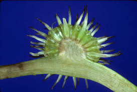 Attēlu rezultāti vaicājumam “Sparganiaceae”