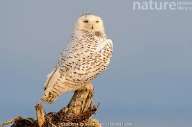 Image result for Bubo scandiacus