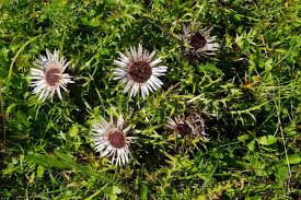 Image result for Silberdistel