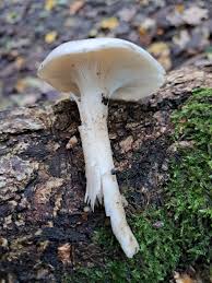 Attēlu rezultāti vaicājumam “Phleogena faginea sessile”