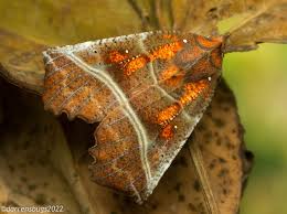 Attēlu rezultāti vaicājumam “Scoliopteryx libatrix”