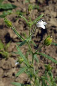 Attēlu rezultāti vaicājumam “Microrrhinum minus”