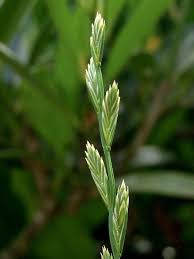 Attēlu rezultāti vaicājumam “Lolium perenne”