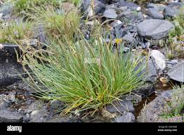 Attēlu rezultāti vaicājumam “Triglochin maritimum flower”