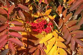 Attēlu rezultāti vaicājumam “Sorbus”