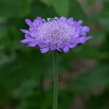 Image result for Scabiosa col.`Butterfly Blue`