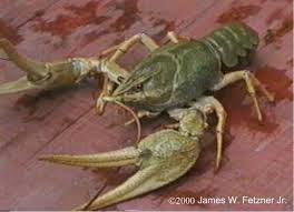 Attēlu rezultāti vaicājumam “Astacus leptodactylus”