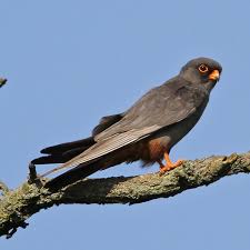 Image result for Falco vespertinus