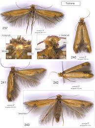 Attēlu rezultāti vaicājumam “Tischeria complanella larva”