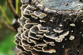 Attēlu rezultāti vaicājumam “Trametes”