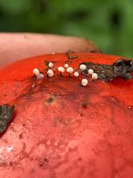 Attēlu rezultāti vaicājumam “Lindbladia tubulina macro”