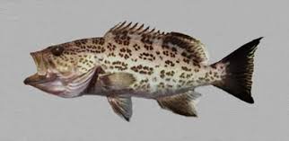 Image result for Mycteroperca phenax