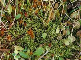 Attēlu rezultāti vaicājumam “Paludella squarrosa”