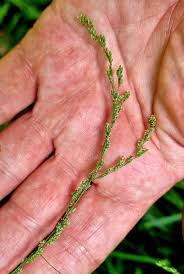 Attēlu rezultāti vaicājumam “Glyceria striata fruit”