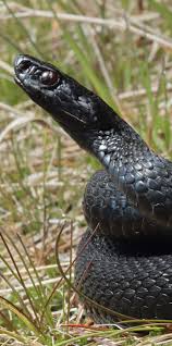 Attēlu rezultāti vaicājumam “Vipera berus adult”