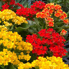 Image result for Kalanchoe blossfeldiana