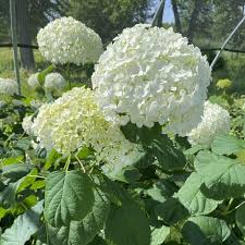 Attēlu rezultāti vaicājumam “Hydrangea arborescens”