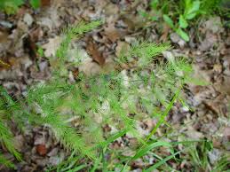 Attēlu rezultāti vaicājumam “Asparagus officinalis leaf”