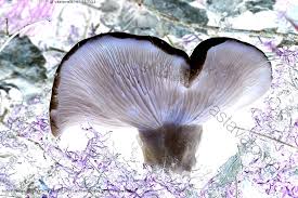 Attēlu rezultāti vaicājumam “Lactarius bertillonii”