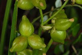 Attēlu rezultāti vaicājumam “Scheuchzeriaceae”