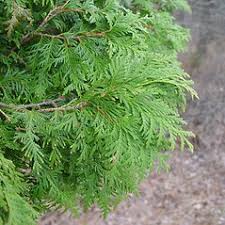 Attēlu rezultāti vaicājumam “Thuja occidentalis”