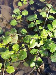 Image result for Brunnenkresse