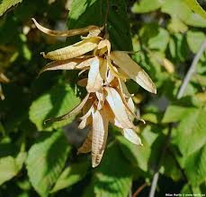 Attēlu rezultāti vaicājumam “Carpinus betulus fruit”