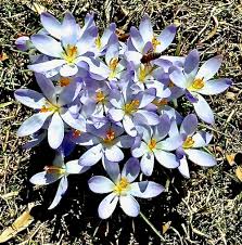 Attēlu rezultāti vaicājumam “Crocus tommasinianus flower”
