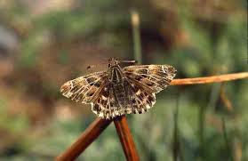 Attēlu rezultāti vaicājumam “Carcharodus floccifera underside”