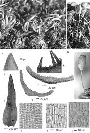 Attēlu rezultāti vaicājumam “Dicranella staphylina cells”